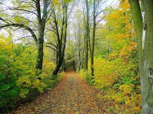 Simbolična fotografija: Gozdna pot